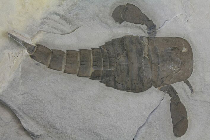 Eurypterus (Sea Scorpion) Fossil - New York #173021